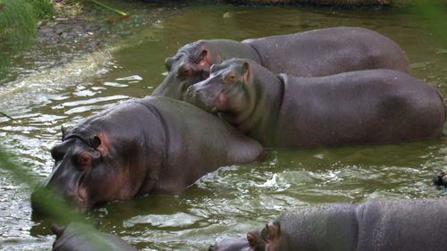 Hippos are notoriously territorial, especially when defending their young.