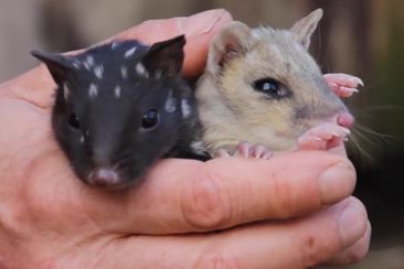 E﻿astern quolls have been reintroduced into mainland Australia more than 50 years after they were forced into extinction. 