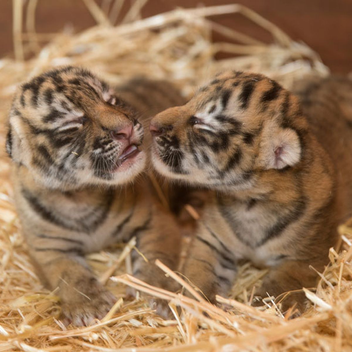 Dreamworld's Tiger Cubs Play with Mum and Dad on Tiger Island 