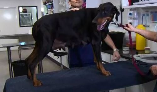 The Doberman had a caesarean on Monday.