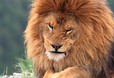 By what name is the Barbary lion also known?