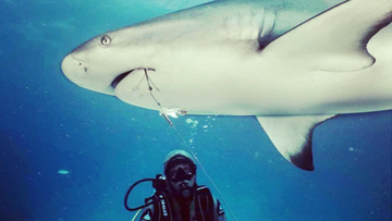 Diver Christina Zenato has been removing fishing hooks from sharks in the Caribbean.  
