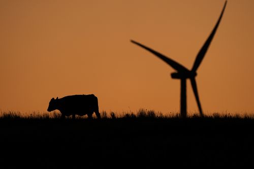 A cow grazes in a pasture at dawn as a wind turbine operates in the distance at the Buckeye Wind Energy wind farm, Monday, Sept. 30, 2024, near Hays, Kan.  