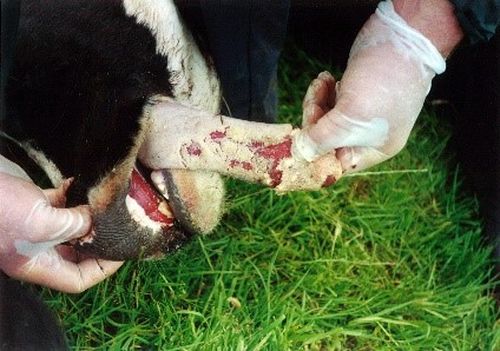 Foot and mouth disease causes blisters on the mouth, snout, tongue, lips and between and above the hooves on the feet.
