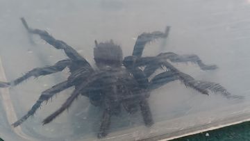 Dan Smith found a deadly funnel-web spider in his pool over the weekend.