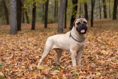 Bullmastiff Portrait