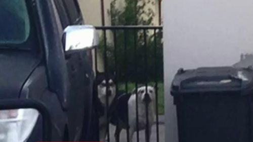 Two dogs in the yard of a home where a newborn baby was bitten by an Alaskan Malamute. (9NEWS)