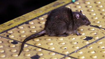 Rats are a ubiquitous presence in New York subways.