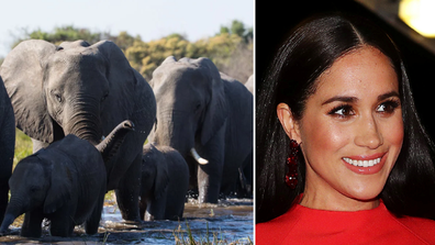 The Duchess of Sussex has narrated a documentary called Elephant for Disney Nature.