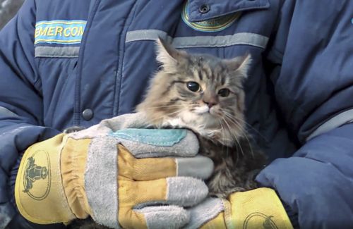 A cat was found in the rubble after rescuers managed to dig it out.