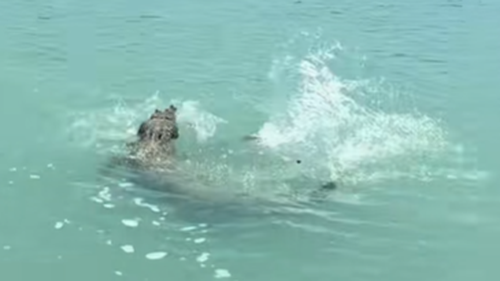 The croc went straight for the fish Isla was trying to reel in.