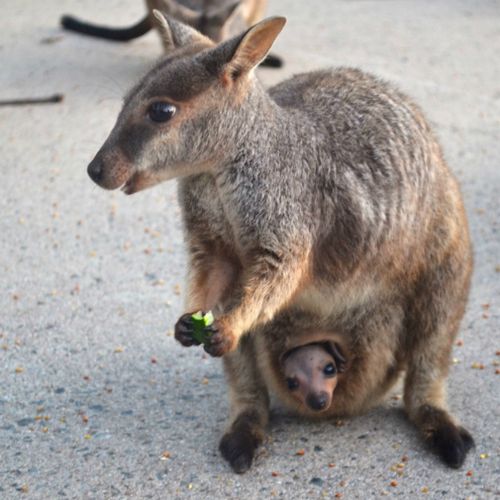 Peekaboo! Even the little ones come out at feeding time.