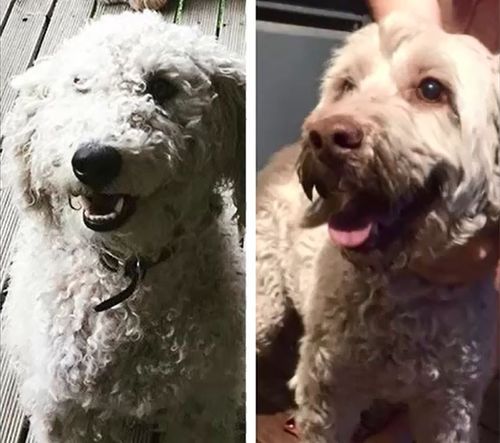 Coco (left) and Rollo (right) were handed back to the wrong families after a salon mix-up.