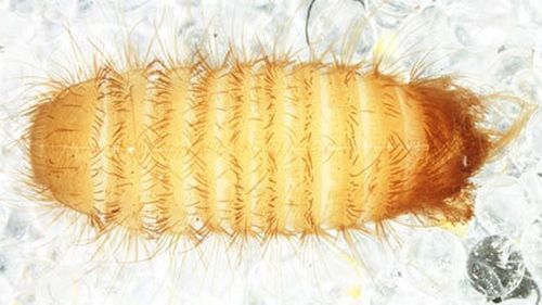 Khapra Beetle