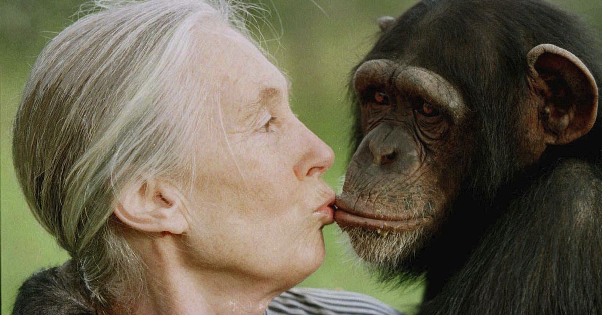 Tributes for legendary activist Jane Goodall as she dies at 91