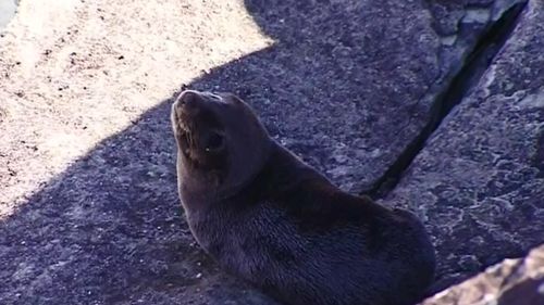 One of the seals at Sea World. (9NEWS)