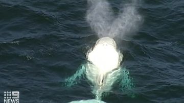Marine biologists from Victoria&#x27;s Department of Environment, Land, Water and Planning (DELWP) confirmed the whale is not Migaloo.