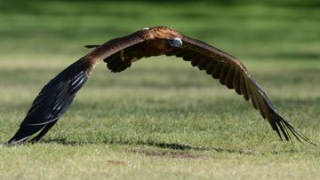 A steppe eagle can have a wingspan of more than 2 metres.