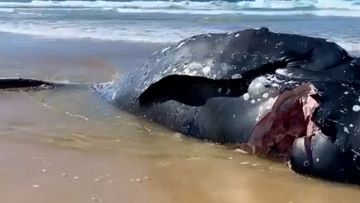 A humpback whale carcass has washed ashore on the NSW coast - with a huge chunk taken out of it&#x27;s side.