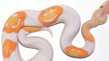 The lavender albino piebald ball python has three smiley faces on it.