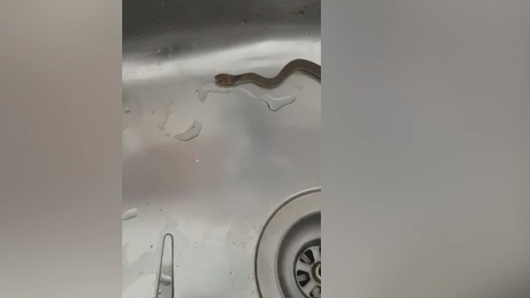 Homeowner captures deadly eastern brown snake slithering out of kitchen sink  while doing the dishes