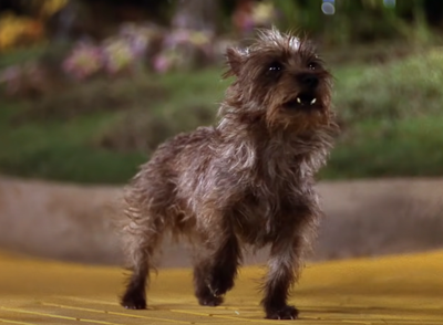 5. Toto, The Wizard of Oz 