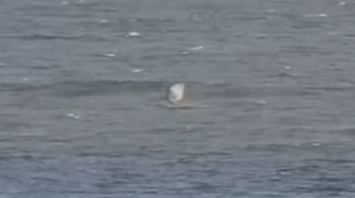 Surf cams showed foilboarder Andy McDonald suddenly falling into the water and thrashing about 50m off Prevelly Beach