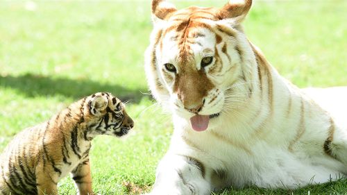 A 16-yaer-old Sita playing with her six-week-old cub Kai in 2015. (AAP)