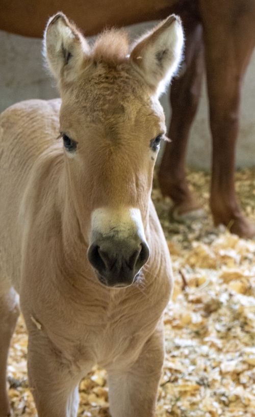 The two-month-old, dun-colored colt was created by fusing cells taken from an endangered Przewalskis horse at the San Diego Zoo in 1980. 