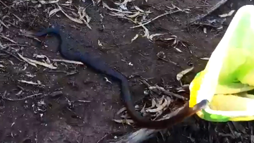 Silver serpent found in NSW is world's second deadliest snake