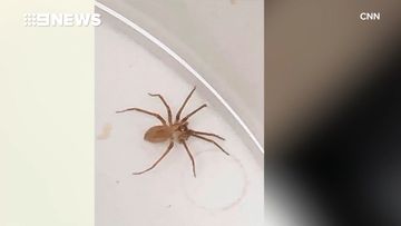 Spider found in woman's ear after she felt water slushing