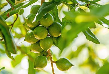 Which family of plants are macadamia trees a member of?