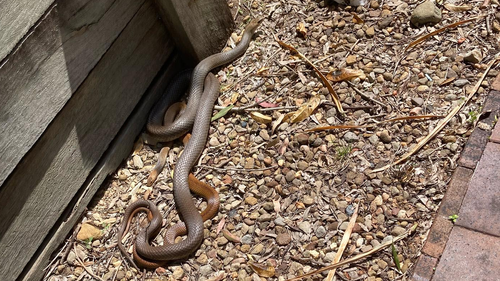 A smaller eastern brown managed to escape the handler by slithering into a retaining wall. 