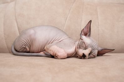 A small Canadian Sphynx kitten sleeps lying on a beige sofa at home.