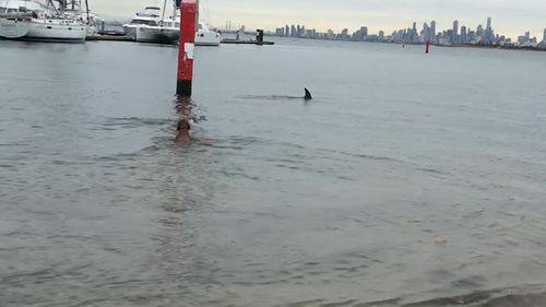 The fearless labradoodle is shown swimming right up to the pod of dolphins. (Supplied)