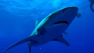 Oceanic Whitetip shark deadliest sharks 9Now