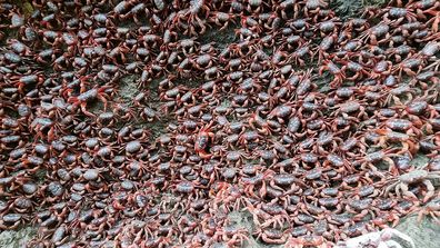 Flame crabs swarm cliff wall as part of breeding practice