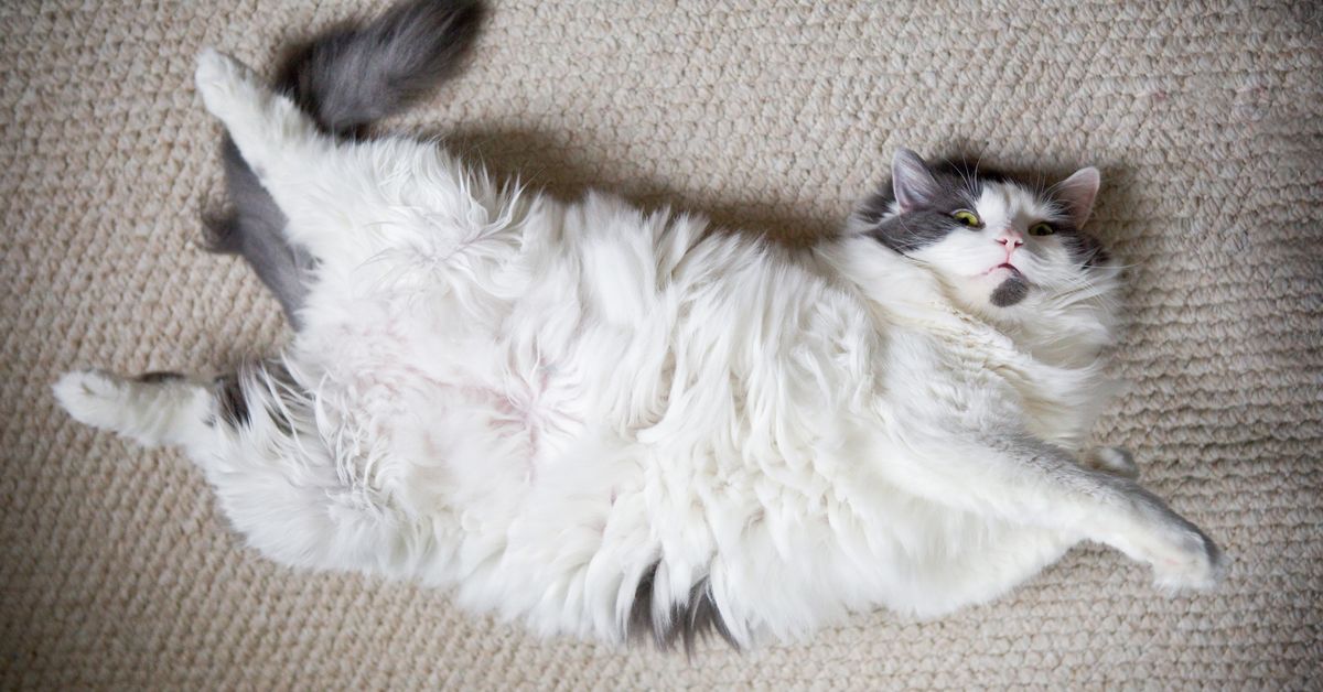 Why you should think twice when your cat does this adorable move