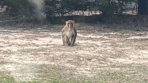 Police said they received a call about a monkey on someone's porch.