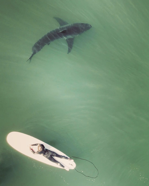 Drone operator Scott Fairchild estimated the size of the great white to be that of a "full grown man". 