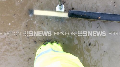 Mr Lutzke was soon covered in creepy crawlies. (9NEWS)