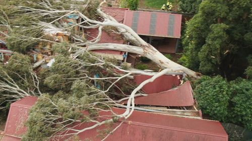 In Marryatville in Adelaide's east, a 50 tonne gum tree flattened a family home.