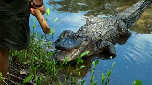 Ally is a 3.5-metre long alligator at the Australian Reptile Park. (Image: Tim Faulkner/Australian Reptile Park)