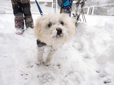 Australia's brutal cold snap continues