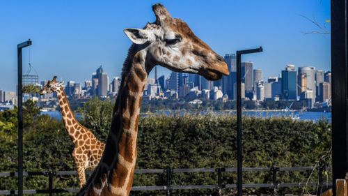 The affected baby visited Sydney tourist sites including Taronga Zoo.