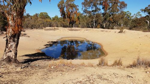 The natural spring is the last dam with water on the Coonabarabran property. (Photo: Aj Stevens)