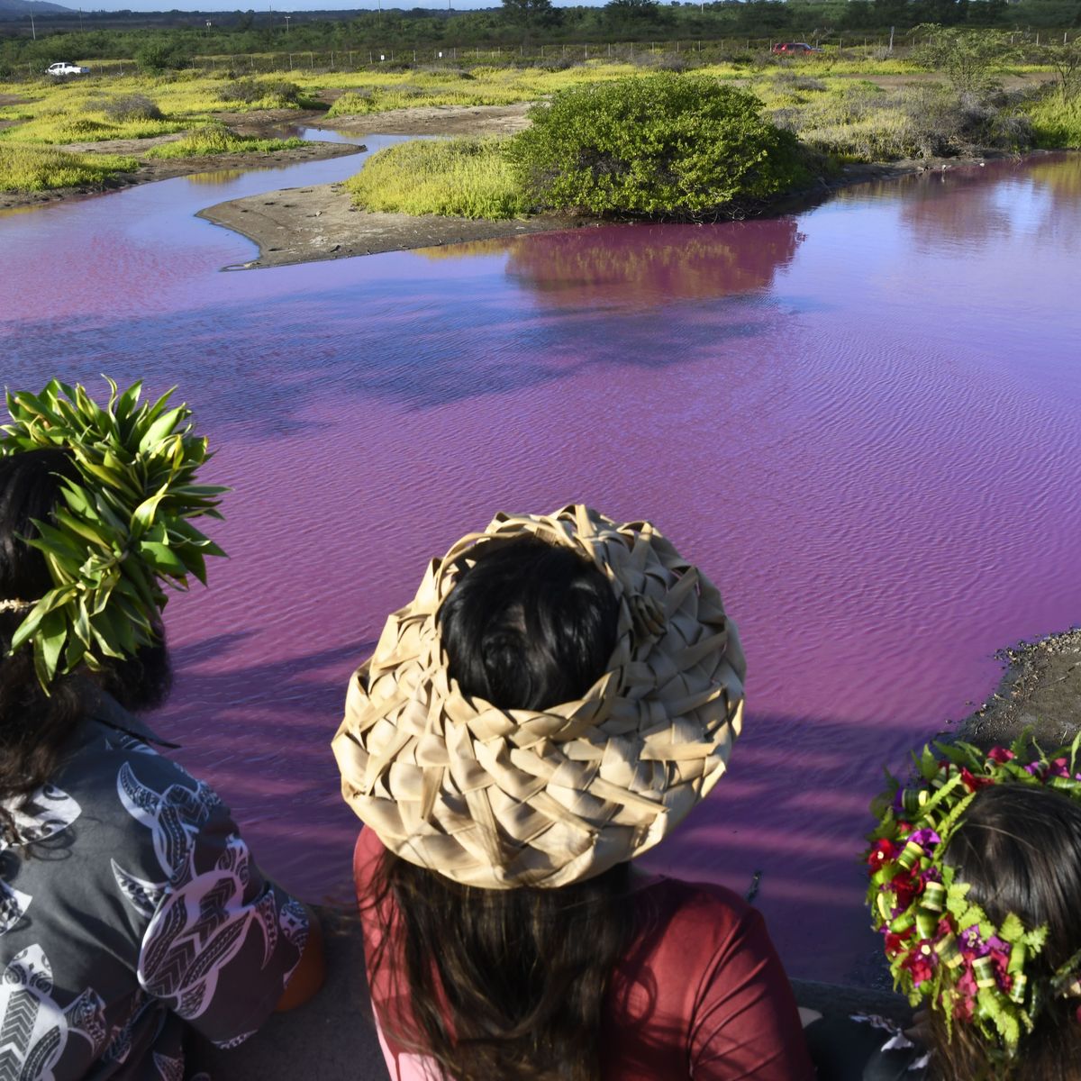 Drought blamed as Maui pond turns bright pink, Hawaii