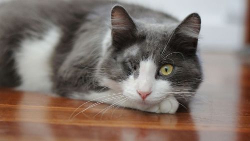 Marcello has since made a full recovery and looking for somewhere new and quiet to live. Picture: RSPCA.