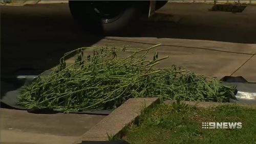 Authorities examining the home today uncovered Cannabis plants at the property.