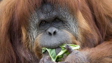 The now-expecting orangutan Karta. (AAP)